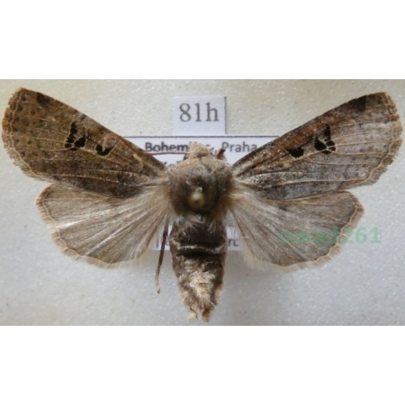 Conistra rubiginosa (Scopoli, 1763) Porożnica rdzawnica Czech81h